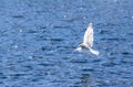 Seagull flying over the sea Royalty Free Stock Photo