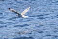 Seagull flying over the sea Royalty Free Stock Photo