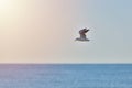 Seagull flying over the sea, wild life at sunrise Royalty Free Stock Photo