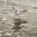 Seagull flying over sea