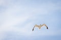 Seagull Flying over the sky