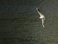 The seagull is flying over small waves of the river Royalty Free Stock Photo