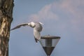 Seagull flying over street lamp on bright sunny day
