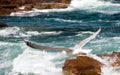 Seagull flying over surf Royalty Free Stock Photo
