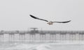 Seagull flying over the surf Royalty Free Stock Photo