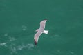 Seagull flying over the surface of the sea Royalty Free Stock Photo