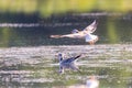 Gull flying over water, Seagull landing, Bird flying, Bird landing over water