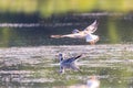 Gull flying over water, Seagull landing, Bird flying, Bird landing over water Royalty Free Stock Photo