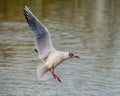 Seagull flying over water surface of lake