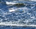 Seagull Flying Over Waves North Beach Park Edmonds Washington Royalty Free Stock Photo