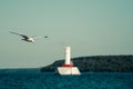 Seagull flying past Round Island Passage Light Royalty Free Stock Photo