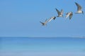 Seagull flying rise to high on light blue sky at seaside Royalty Free Stock Photo