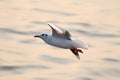 Seagull Royalty Free Stock Photo