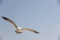 Seagull Royalty Free Stock Photo