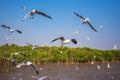 Seagull flying with sea and sky at Bangpu, Thailand