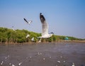 Seagull flying with sea and sky at Bangpu, Thailand Royalty Free Stock Photo