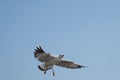 Seagull flying on the sea in Thailand