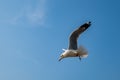 Seagull flying on the sea in Thailand Royalty Free Stock Photo