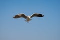 Seagull flying on the sea in Thailand Royalty Free Stock Photo