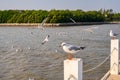 Seagull flying on the sea in Thailand Royalty Free Stock Photo