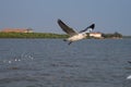 Seagull flying on the sea in Thailand Royalty Free Stock Photo