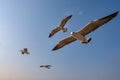 Seagull flying on the sea in Thailand Royalty Free Stock Photo