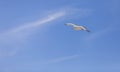 Seagull Flying Royalty Free Stock Photo