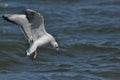 Seagull flying, searching for food over the waves. Baltic Sea Royalty Free Stock Photo