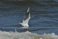 Seagull flying, searching for food, over the waves. Baltic Sea in Poland. Royalty Free Stock Photo