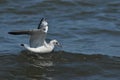 Seagull flying, searching for food over the waves. Baltic Sea in Poland Royalty Free Stock Photo