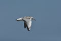 Seagull flying, searching for food over the waves. Baltic Sea Royalty Free Stock Photo