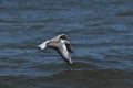 Seagull flying, searching for food over the waves. Baltic Sea Royalty Free Stock Photo