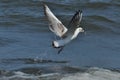 Seagull flying, searching for food over the waves. Baltic Sea Royalty Free Stock Photo