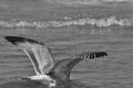 Seagull flying, searching for food over the waves. Baltic Sea Royalty Free Stock Photo