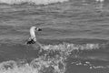 Seagull flying, searching for food over the waves. Baltic Sea Royalty Free Stock Photo