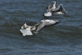 Seagull flying, searching for food over the waves. Baltic Sea Royalty Free Stock Photo