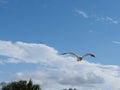Seagull flying at seaside in a warm sunny day in Russia Royalty Free Stock Photo