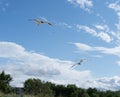 Seagull flying at seaside in a warm sunny day in Russia Royalty Free Stock Photo