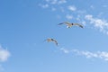Seagull flying at seaside in a warm sunny day in Russia Royalty Free Stock Photo