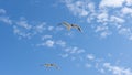 Seagull flying at seaside in a warm sunny day in Russia Royalty Free Stock Photo