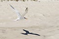 Seagull Flying with Shadow on Beach