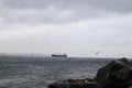 Seagull flying in the sky above the bosporus strait in Istanbul, Turkey in stormy and rainy day Royalty Free Stock Photo