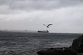 Seagull flying in the sky above the bosporus strait in Istanbul, Turkey in stormy and rainy day Royalty Free Stock Photo