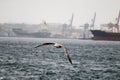 Seagull flying in the sky above the bosporus strait in Istanbul, Turkey in stormy and rainy day Royalty Free Stock Photo