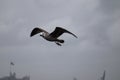 Seagull flying in the sky above the bosporus strait in Istanbul, Turkey in stormy and rainy day Royalty Free Stock Photo