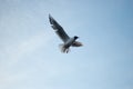 The seagull Royalty Free Stock Photo
