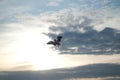 The seagull flying on the sky Royalty Free Stock Photo