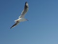 Seagull Royalty Free Stock Photo