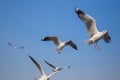 Seagull flying with sky at Bangpu, Thailand