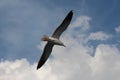 A seagull is flying on the sky. Royalty Free Stock Photo